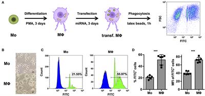 mir-124-5p Regulates Phagocytosis of Human Macrophages by Targeting the Actin Cytoskeleton via the ARP2/3 Complex